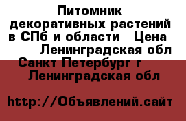 Питомник декоративных растений в СПб и области › Цена ­ 200 - Ленинградская обл., Санкт-Петербург г.  »    . Ленинградская обл.